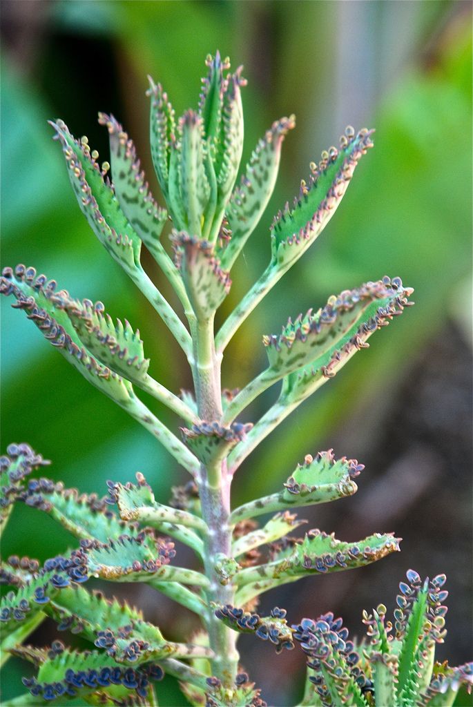 Kalanchoe tubiflora 'Mother of Thousands'