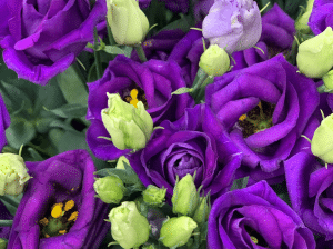 Lisianthus