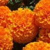 Marigold Flower