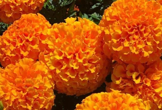 Marigold Flower