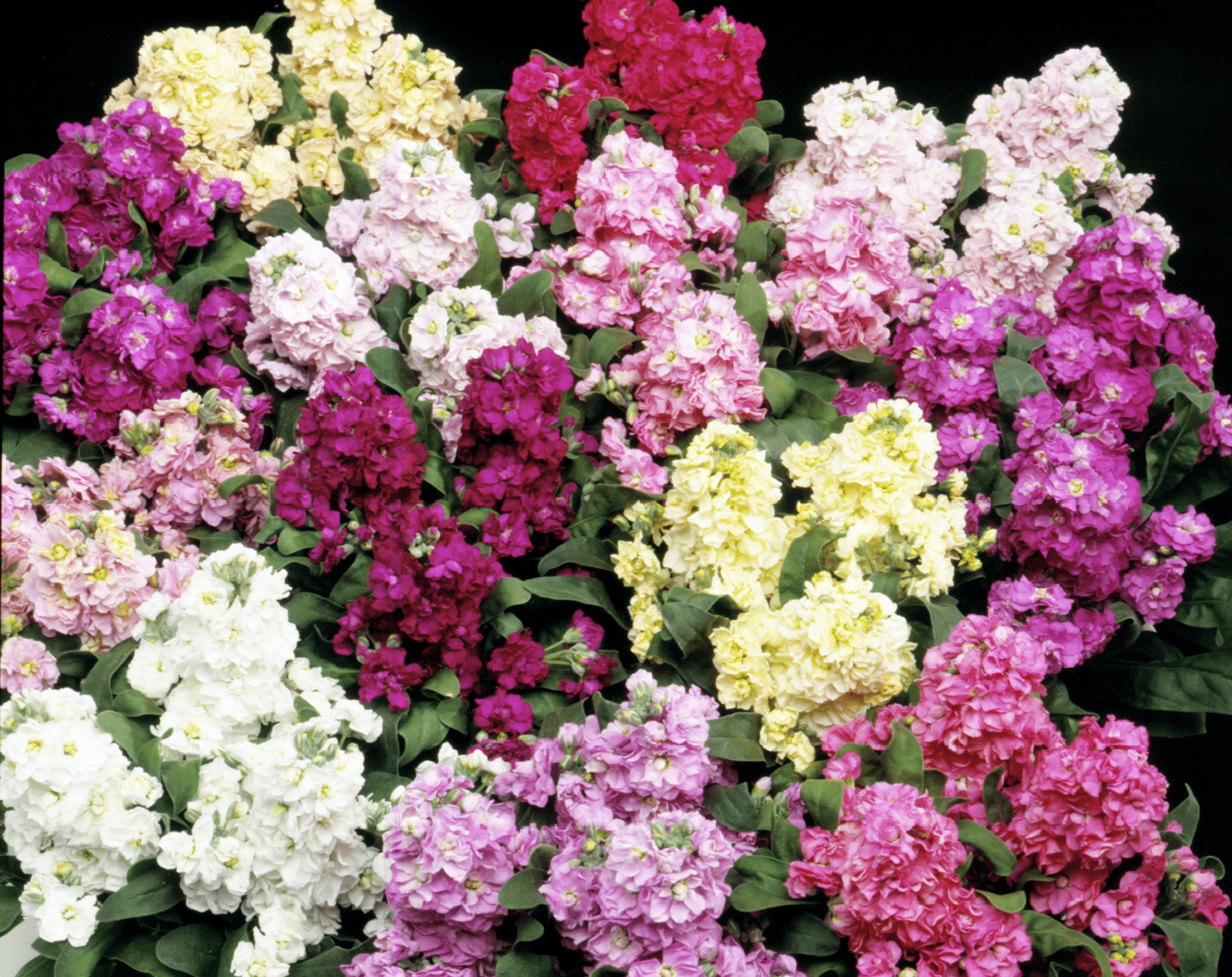 Matthiola Incana Cinderella Flowers