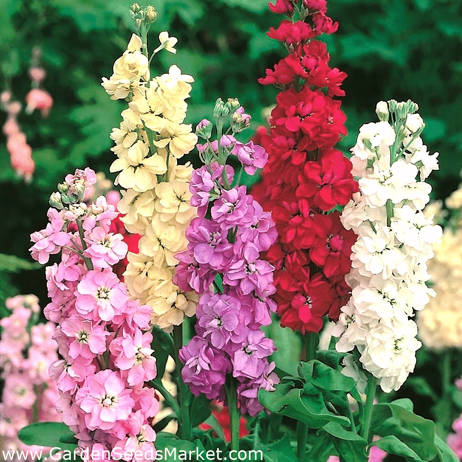 Matthiola Incana Flowerings