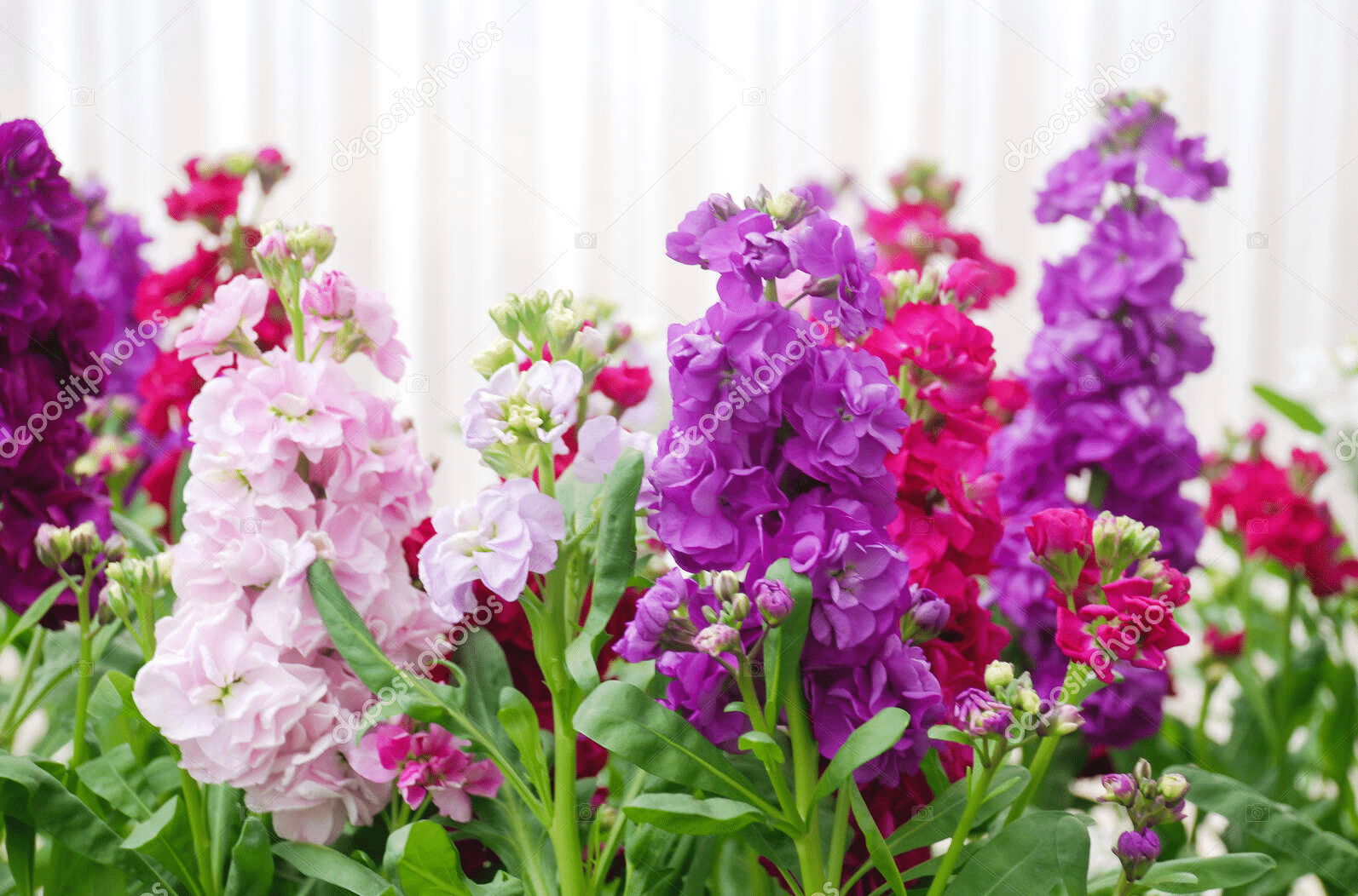 Matthiola Incana Flowers