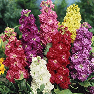 Matthiola Incana Flowers