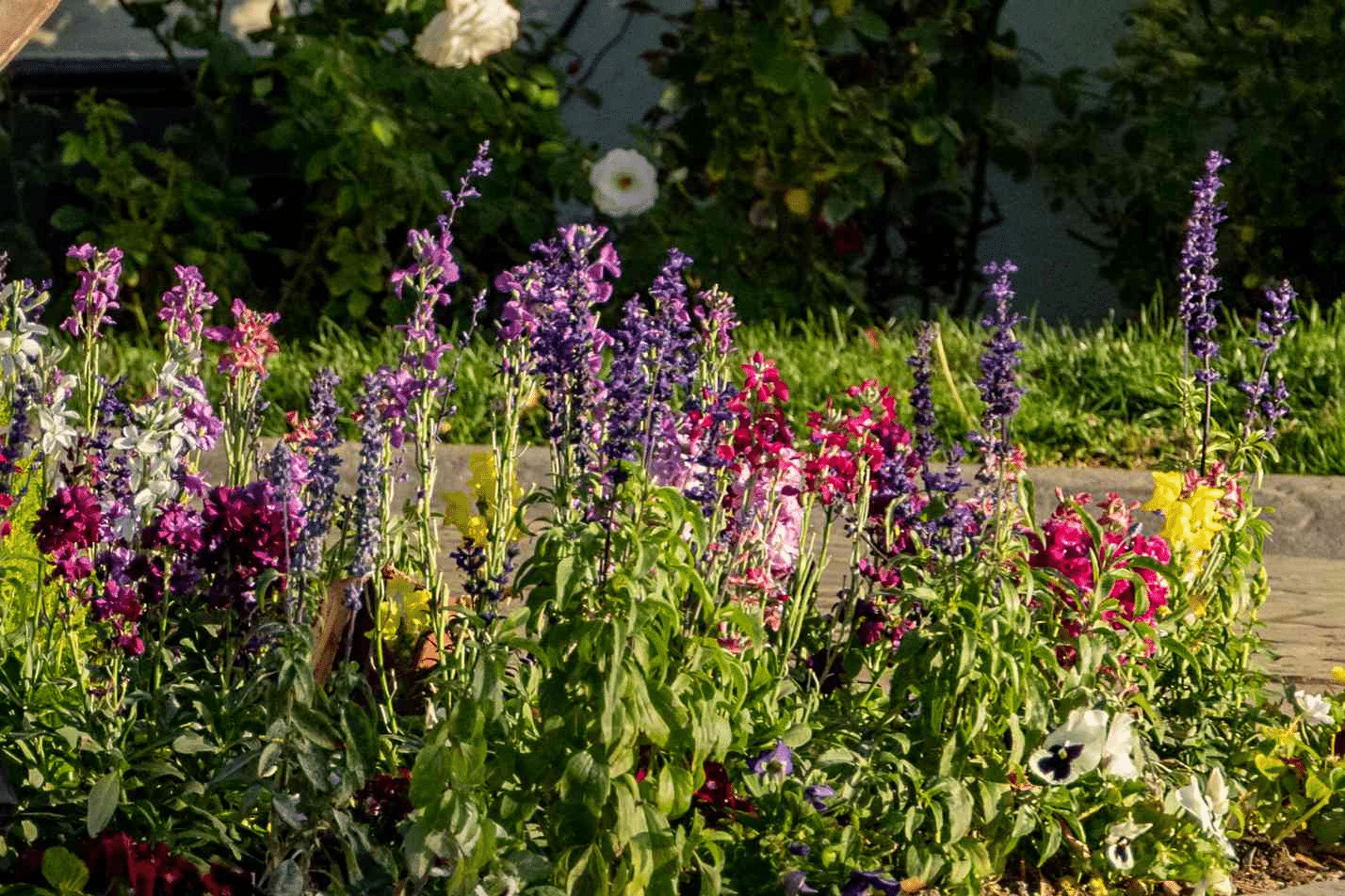 Matthiola Incana Legacy Flowers