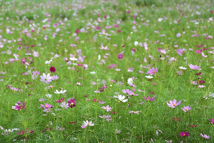 Mix Cosmos Flower varieties