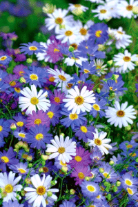 Mix Seeds Mix Seeds