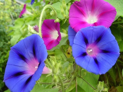 Morning Glory Flower
