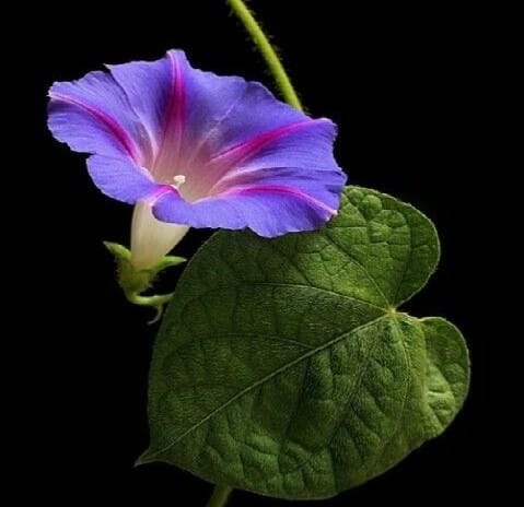 Morning Glory Flowers