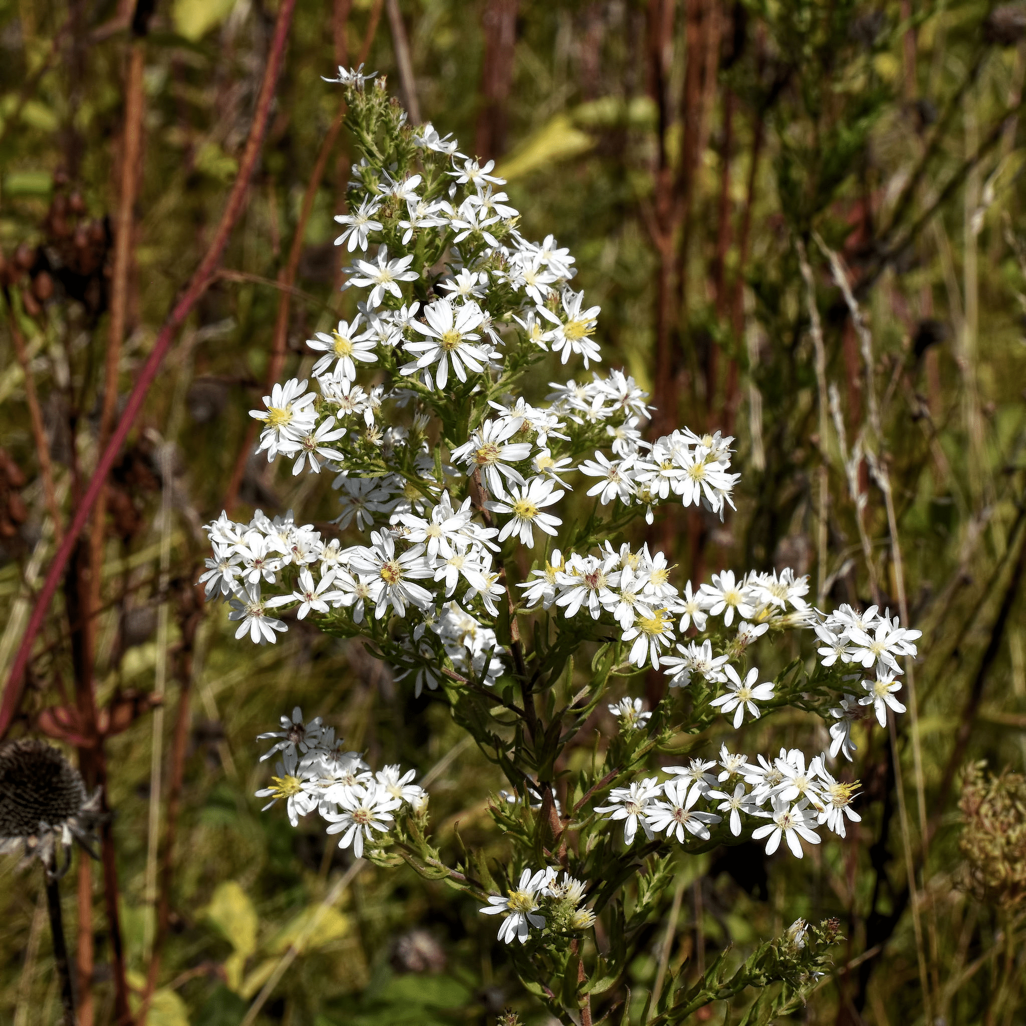 Native White Asters Native White Asters