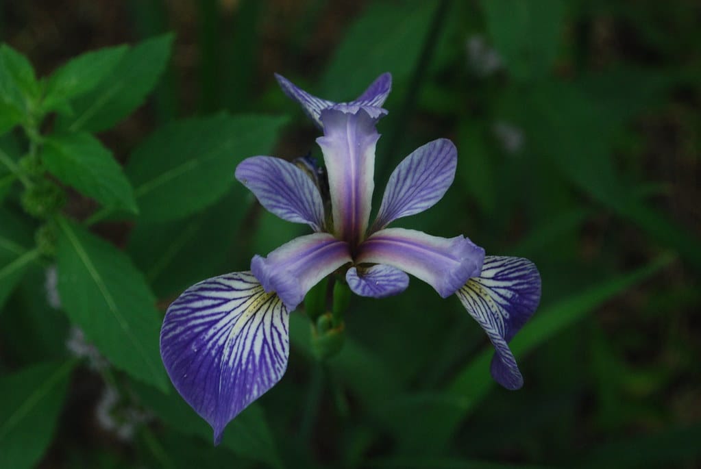 Northern Blue Flag