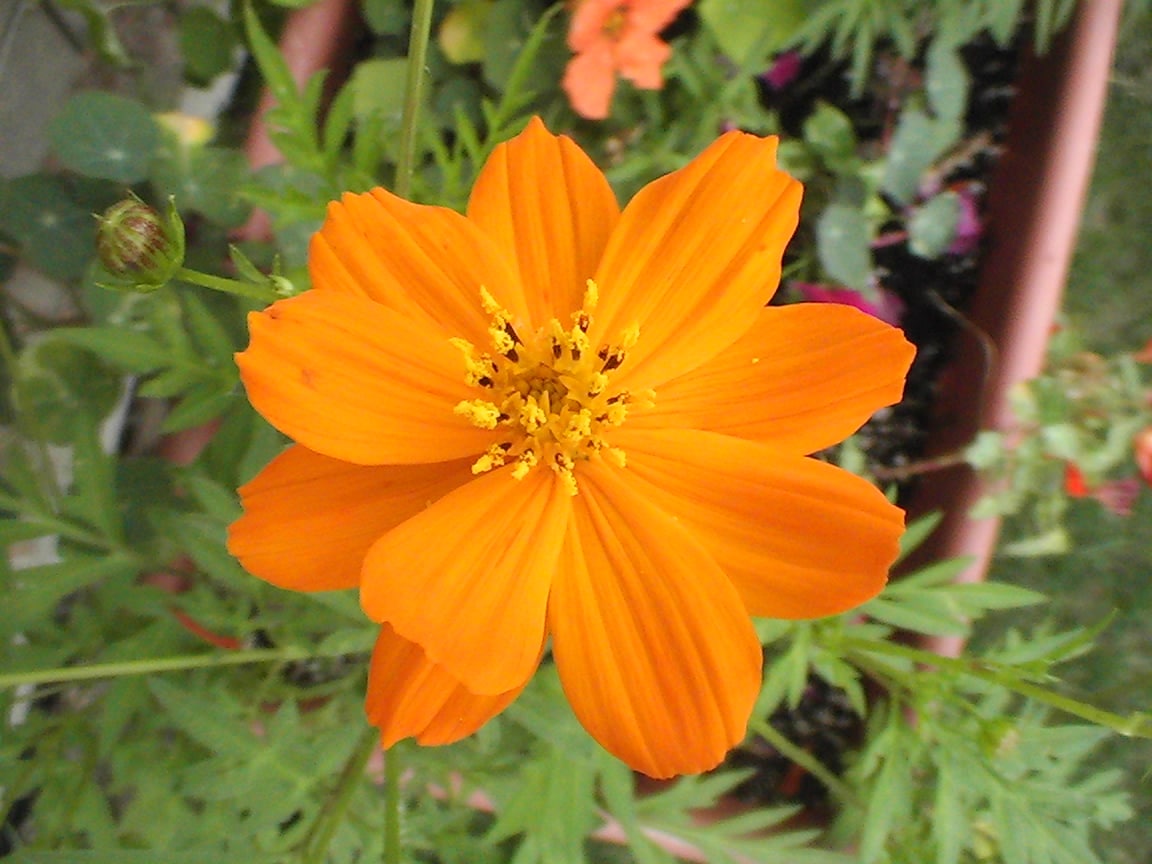 Orange Cosmos Flower