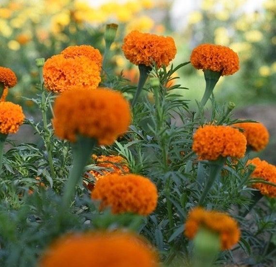Orange Marigold Flowers