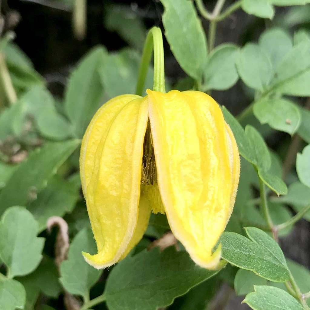 Orange Peel Clematis