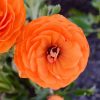 Orange-Perennial-Flower