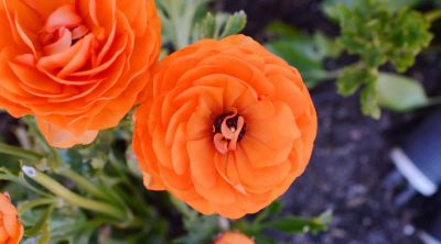 Orange-Perennial-Flower