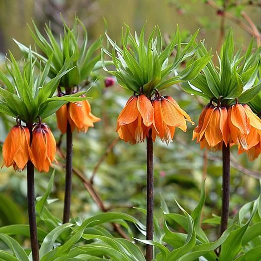Orange Perennial Plants