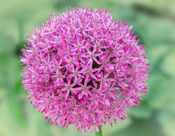 Ornamental Pink Allium