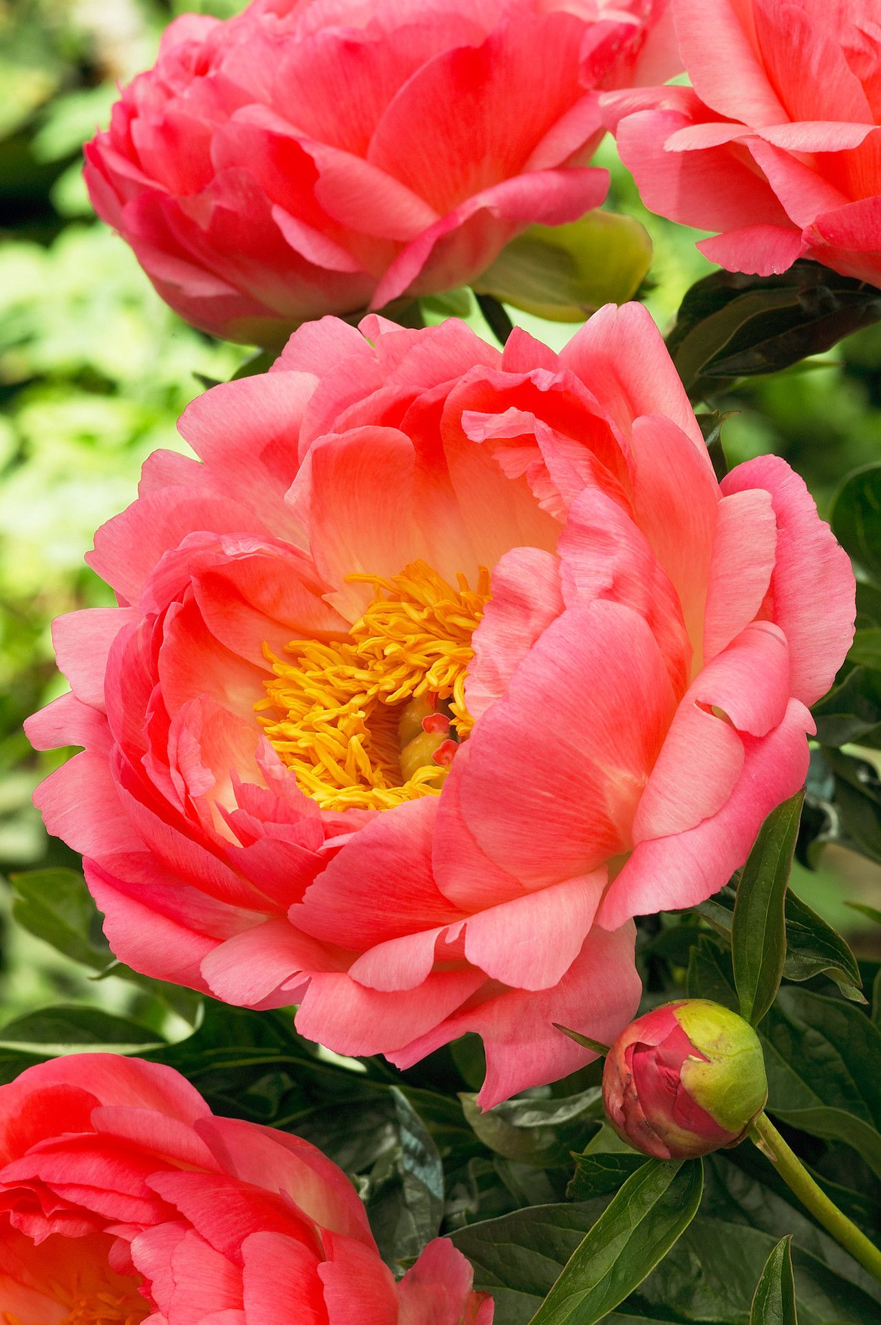 Peony Coral Sunset
