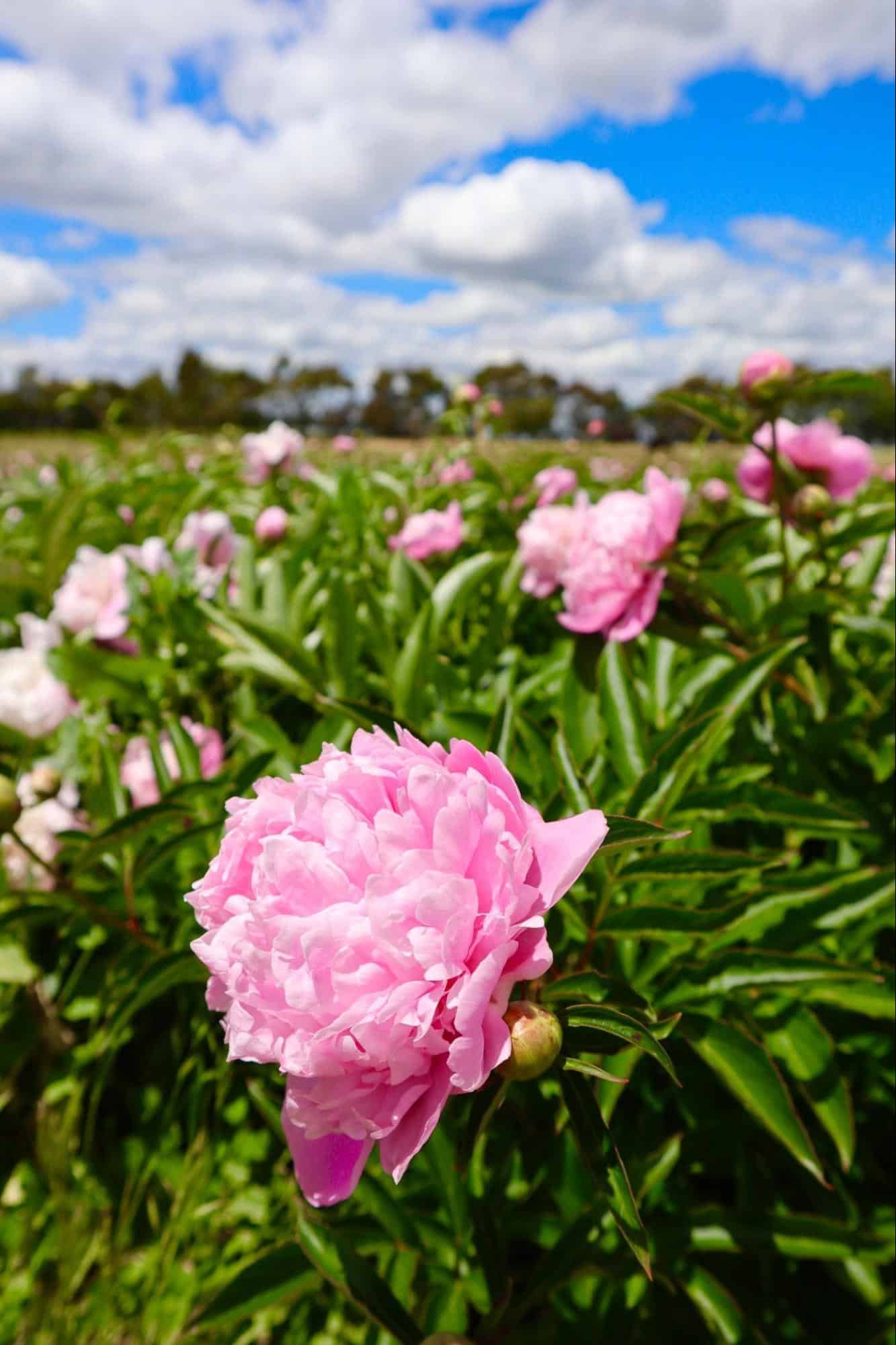 Peony Farm