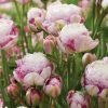 Peony Tulips