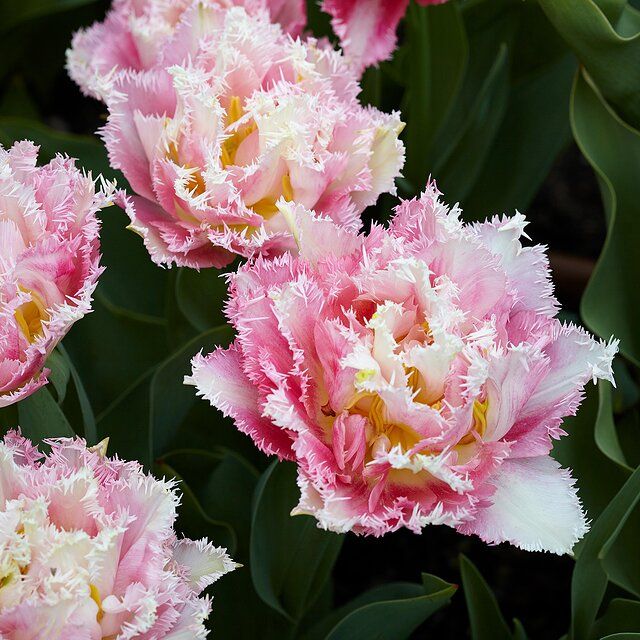 Peony Tulips Flowers