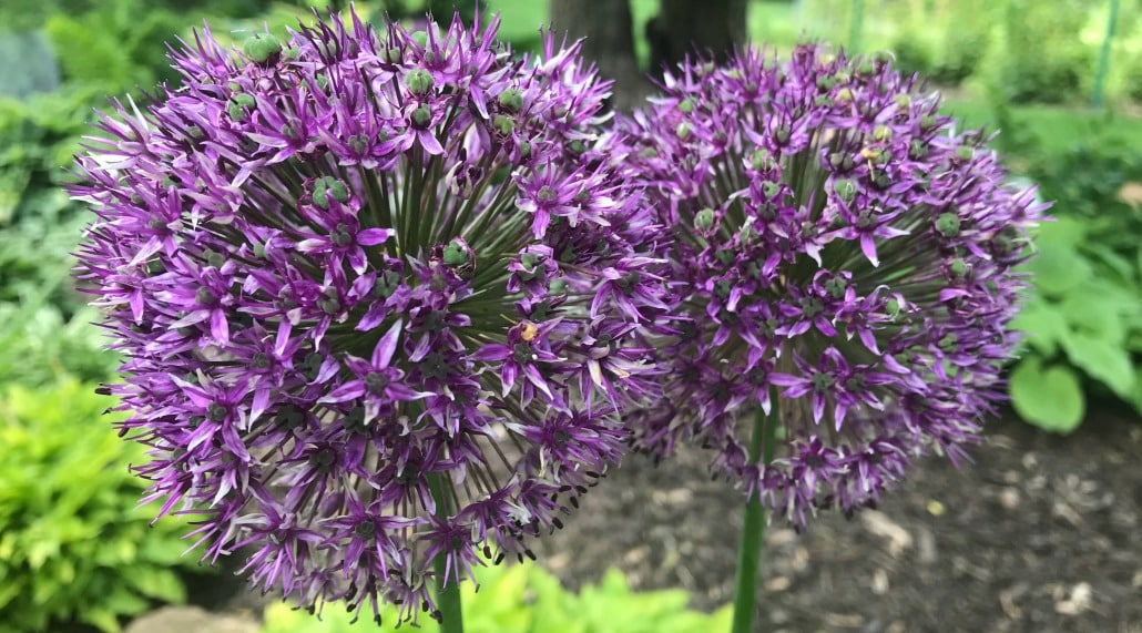 Persian Blue Allium