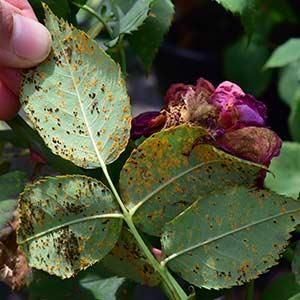 Pest and disease infestations