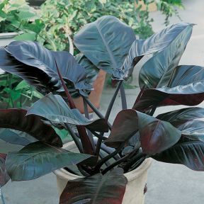 Philodendron 'Black Cardinal'