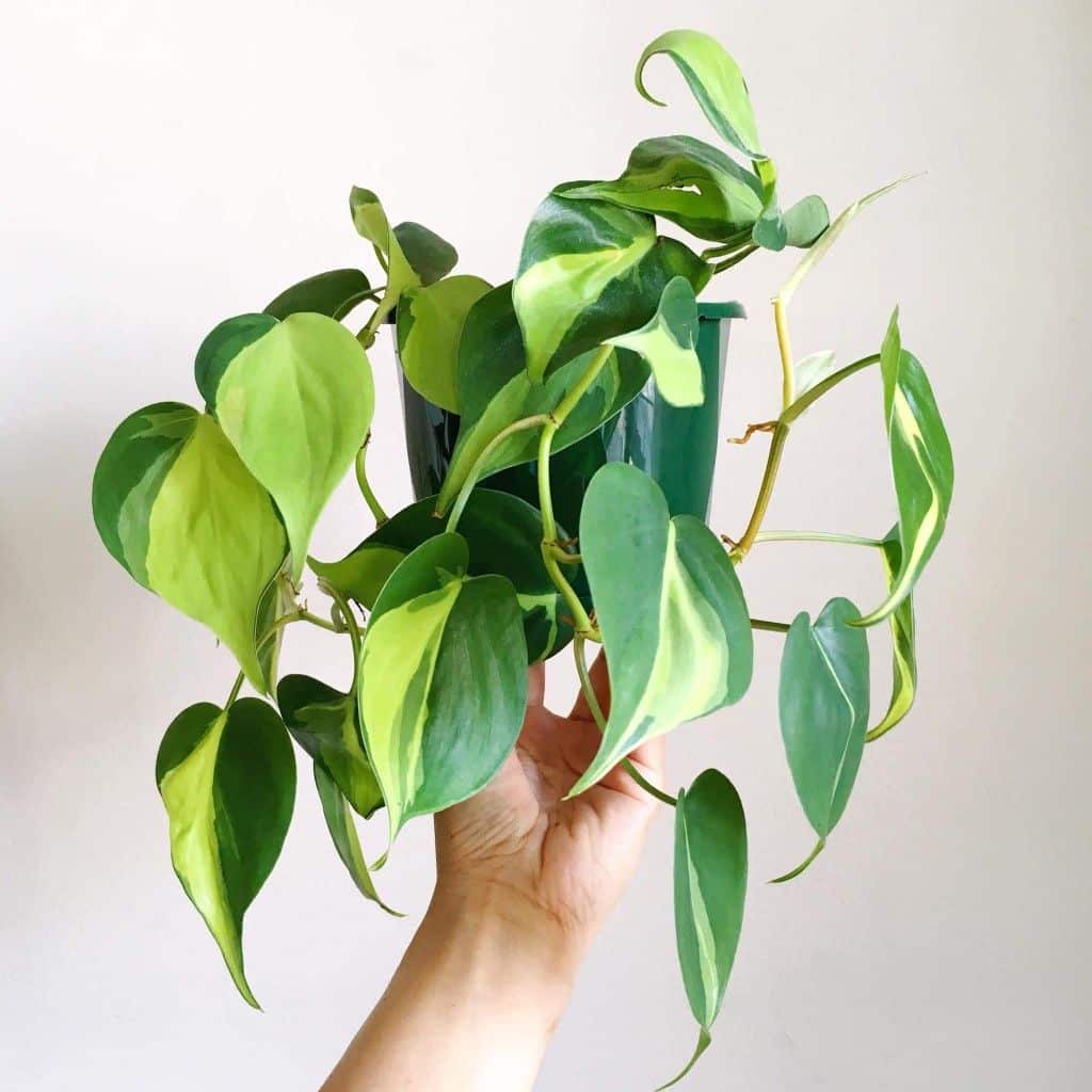 Philodendron 'Brasil'