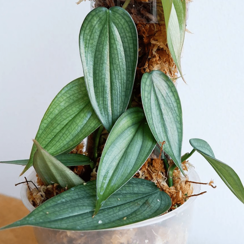 Philodendron 'Burle Marx Fantasy'