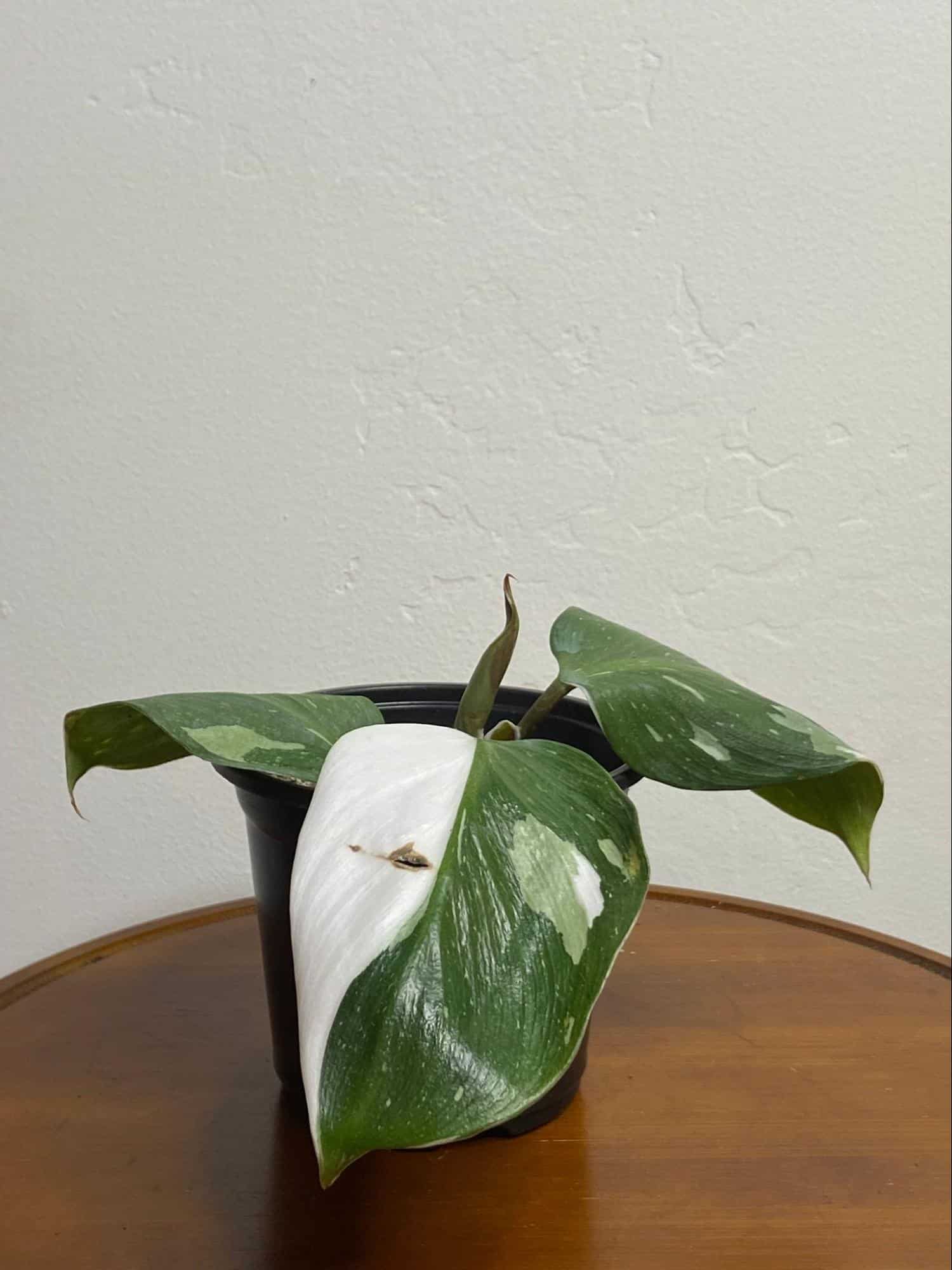 Philodendron Erubescens White Princess