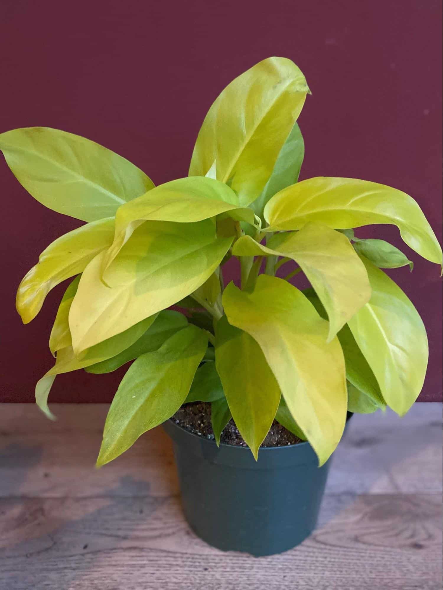 Philodendron Golden