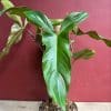 Philodendron Mexicanum