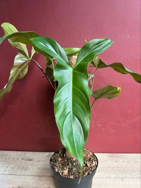 Philodendron Mexicanum