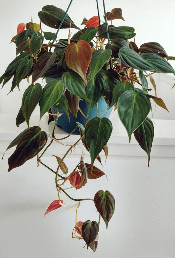 Philodendron Micans