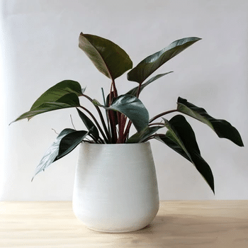 Philodendron 'Rojo Congo'
