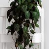 Philodendron Scandens