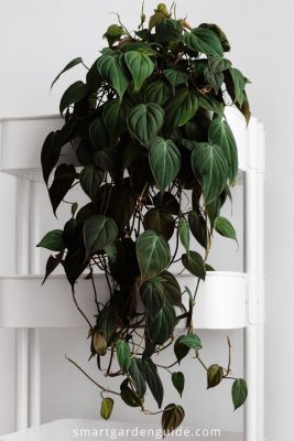 Philodendron Scandens