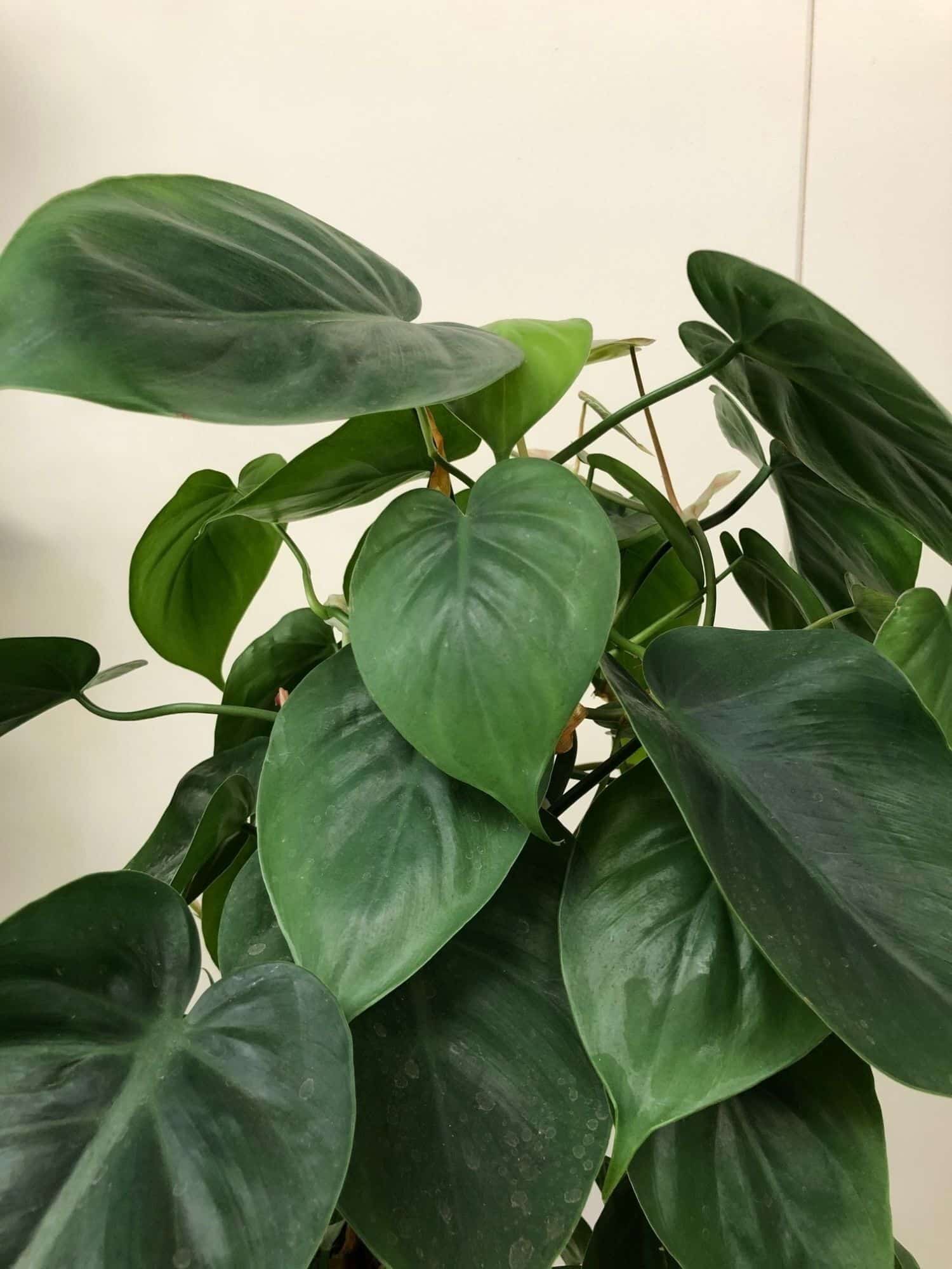 Philodendron Scandens & Hederaceum