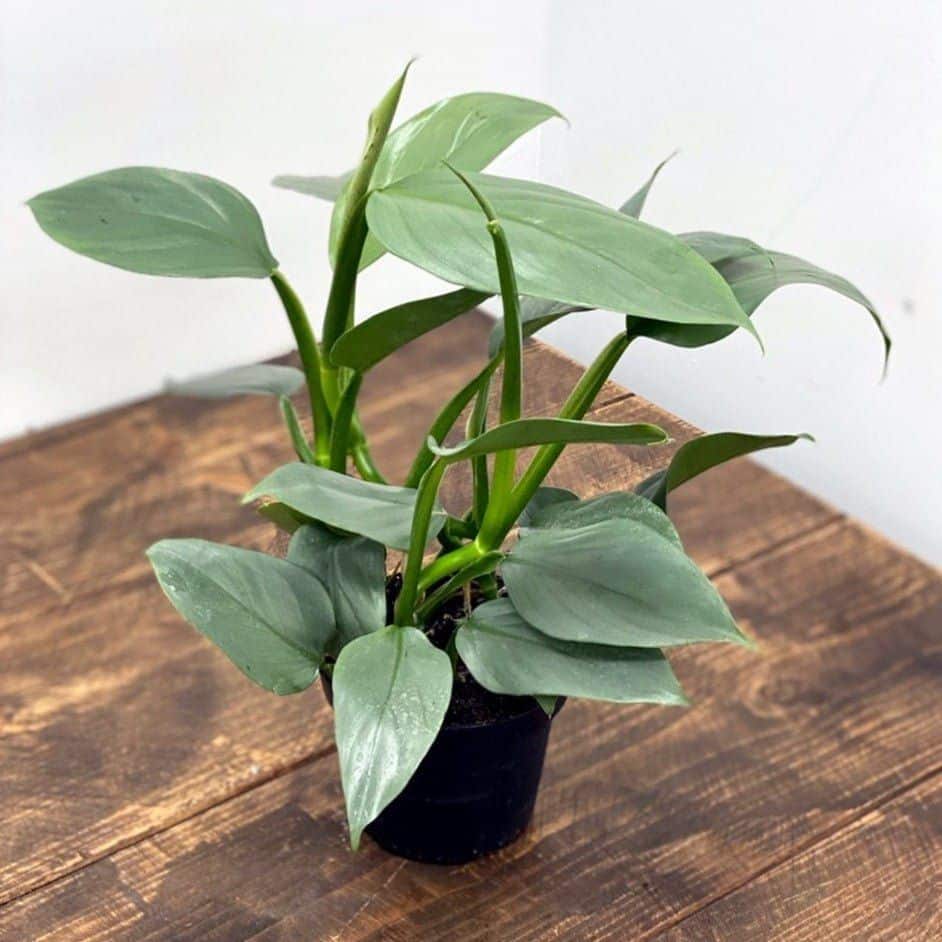 Philodendron Silver