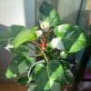 Philodendron White Princess