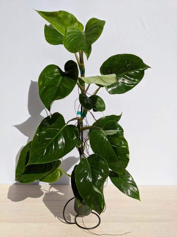 Philodendron White Princess Reverting