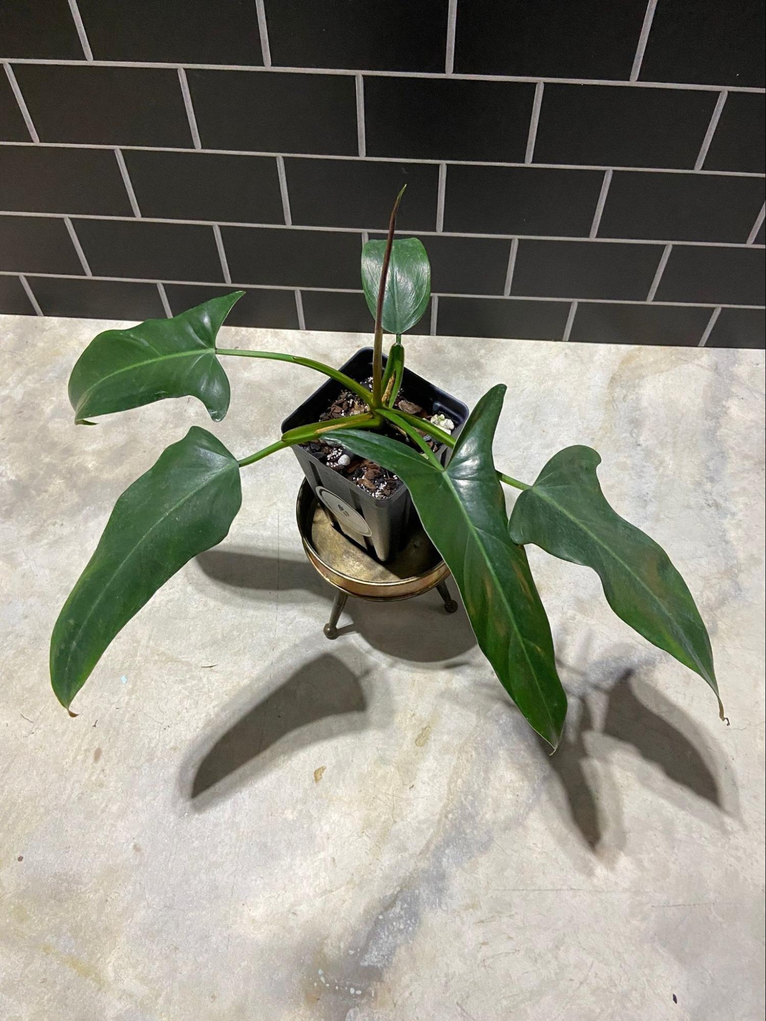 Philodendron mexicanum2