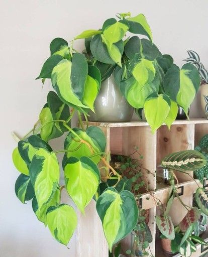 Philodendron scandens Brasil