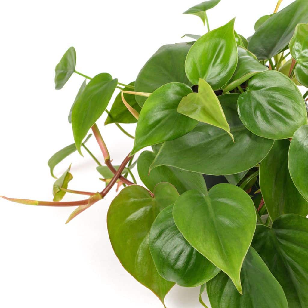 Philodendron scandens Plant