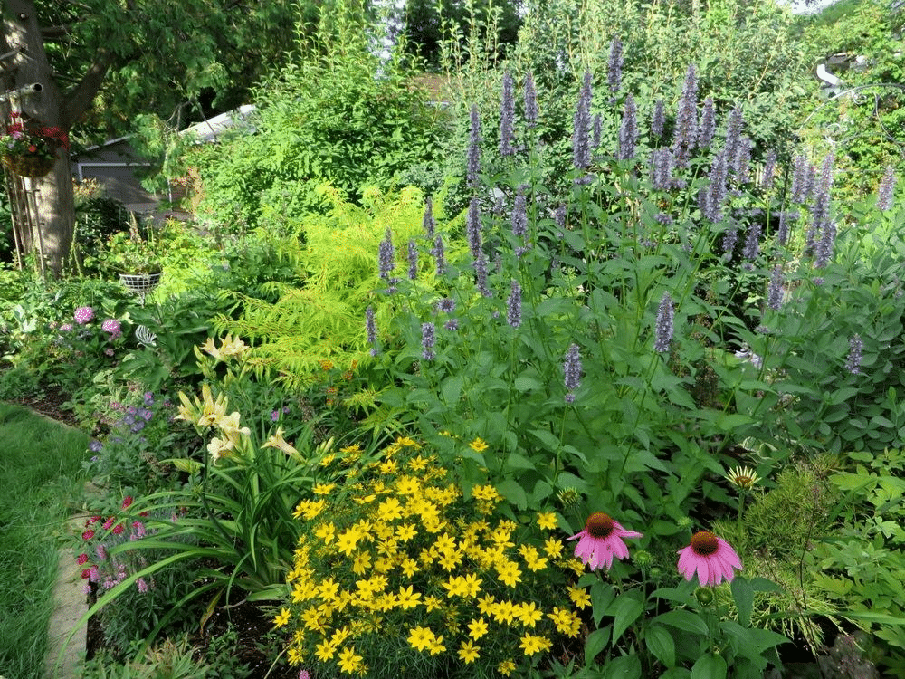 Photo of the entire plant of Anise Hyssop