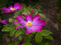 Pink Clematis