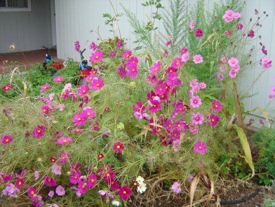 Pink Cosmos Flowers