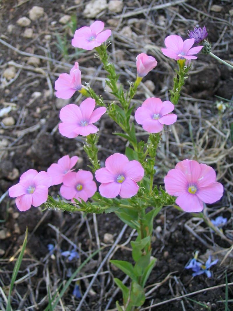 Pink Flaxseed flower (Linum perenne)
